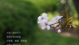 人間四月天，水泥廠里眾位“仙子”在等著與你浪漫邂逅