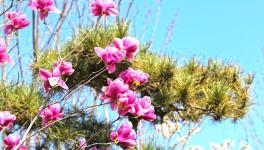 復(fù)工復(fù)產(chǎn)進(jìn)行時(shí)：詩(shī)韻畫卷里的洛陽中聯(lián)！