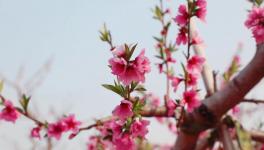 人間四月芳菲盡，桃花朵朵映中聯(lián)！